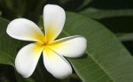 $00499_fijianfrangipani_1680x1050.jpg