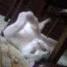 white_cat