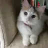 gezgin kedi