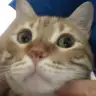 FlyB