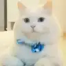 boncuk bera