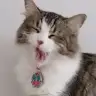 3catmom