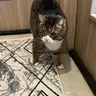 catsmom16