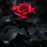 myredrose