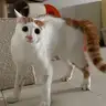 hemhunilihemkedili