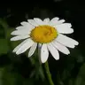 papatya gibi beyaz veince