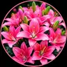 Pinklili