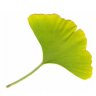 ginkgo