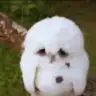 nhrozclk