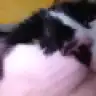 Balkizz