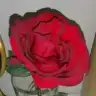 aysegrf