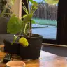 RabisB
