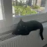 Desillusion