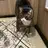 catsmom16