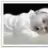 whitelily