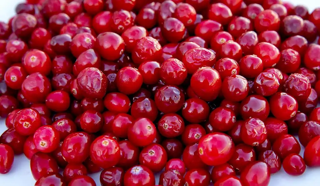 Cranberry_turna_yemisi_faydalari_nelerdir.jpg