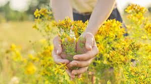 St. John's Wort (Sarı kantaron)